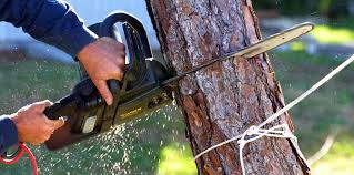 Trusted Manchester Center, VT Tree Removal Experts